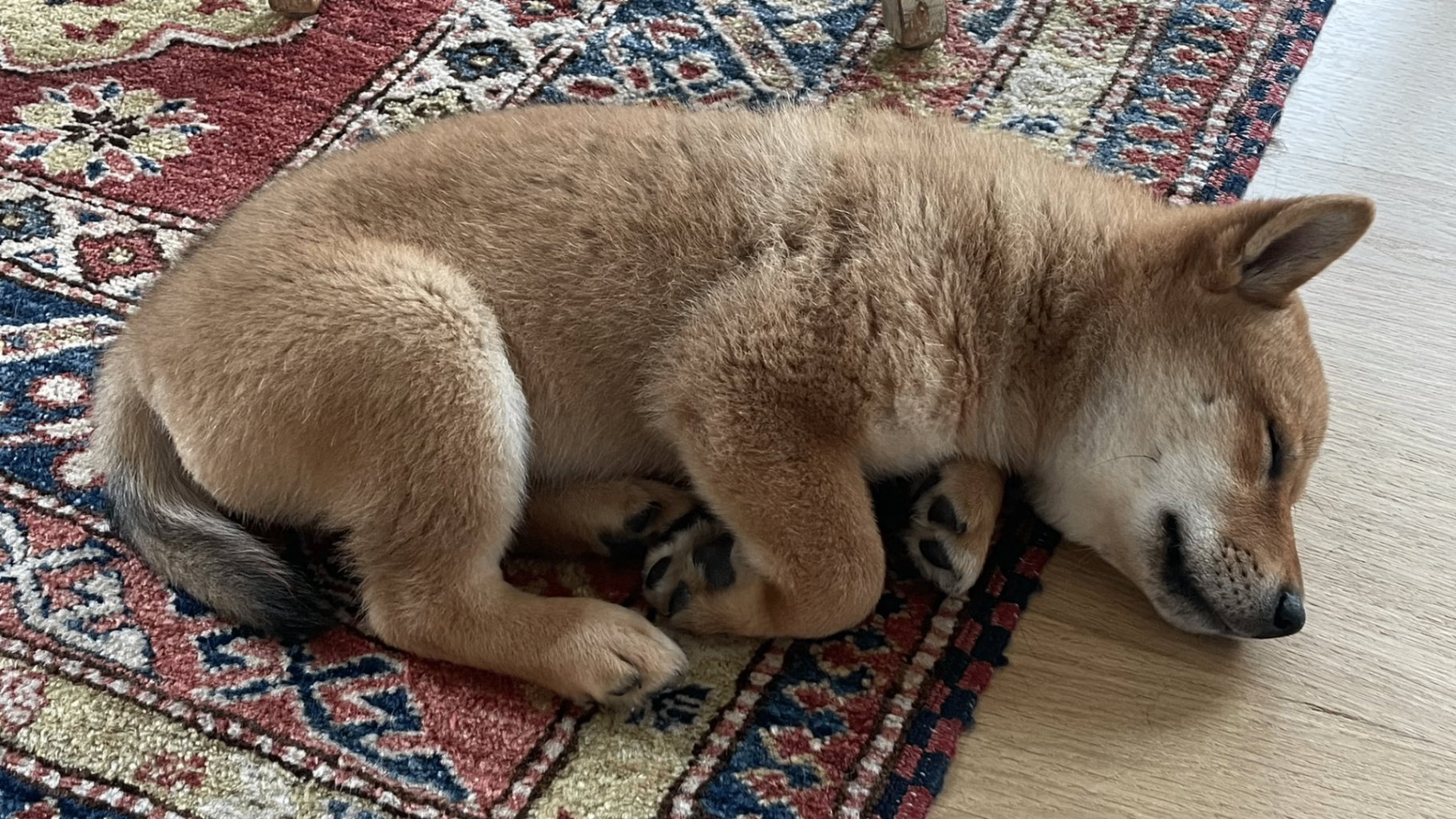 Floki the Shiba Inu — photo posted by Elon Musk